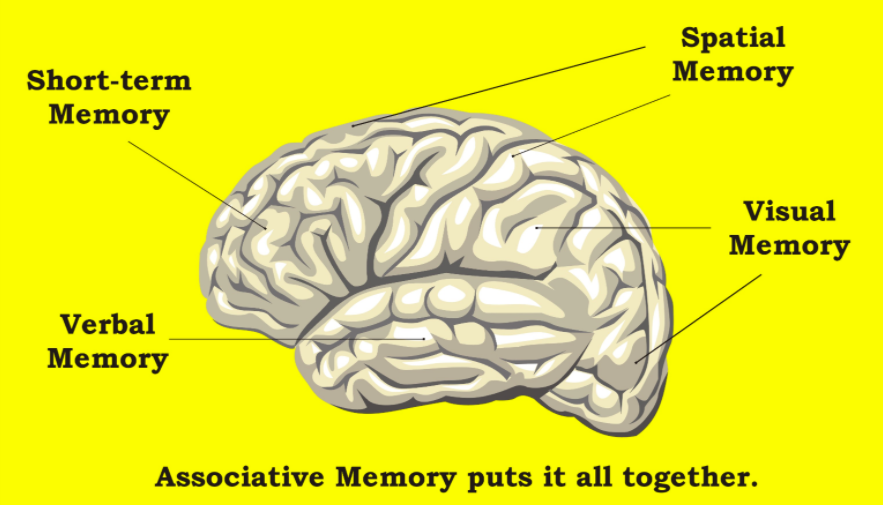 long-short-part-memory-in-the-brain